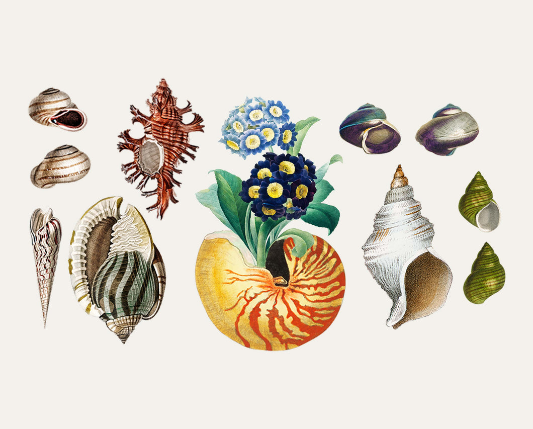 SPRING SHELLS